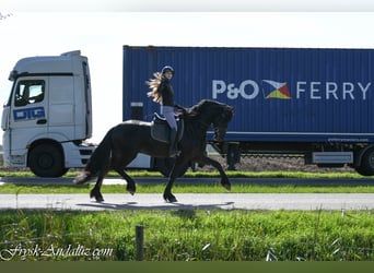 Friesian horses, Stallion, 3 years, 16.1 hh, Black