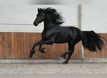Friesian horses, Stallion, 3 years, 16.1 hh, Black