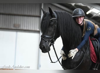 Friesian horses, Stallion, 3 years, 16.1 hh, Black
