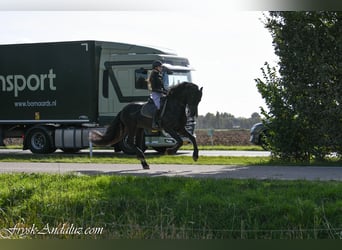 Friesian horses, Stallion, 3 years, 16.1 hh, Black