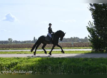 Friesian horses, Stallion, 3 years, 16.1 hh, Black
