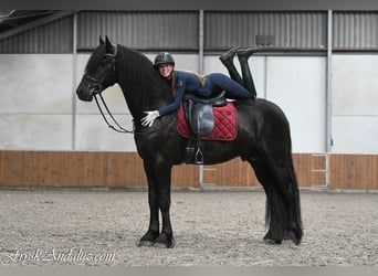 Friesian horses, Stallion, 3 years, 16.1 hh, Black
