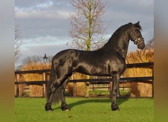 Friesian horses, Stallion, 3 years, 16,1 hh, Black