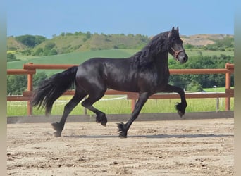 Friesian horses, Stallion, 3 years, 16.1 hh, Black