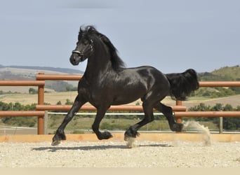 Friesian horses, Stallion, 3 years, 16.1 hh, Black Friesian horses, Stallion, 3 years, 16.1 hh, Black