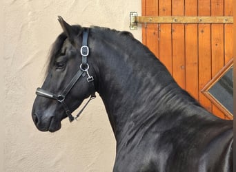 Friesian horses, Stallion, 3 years, 16.1 hh, Black