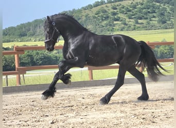 Friesian horses, Stallion, 3 years, 16.1 hh, Black