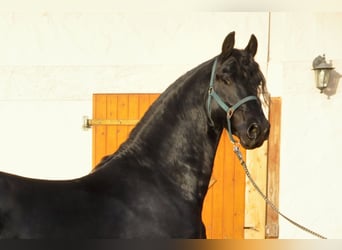 Friesian horses, Stallion, 3 years, 16,1 hh, Black