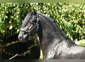 Friesian horses, Stallion, 3 years, 16.1 hh, Black Friesian horses, Stallion, 3 years, 16.1 hh, Black
