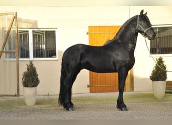 Friesian horses, Stallion, 3 years, 16,1 hh, Black