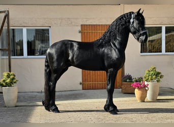 Friesian horses, Stallion, 3 years, 16.1 hh, Black