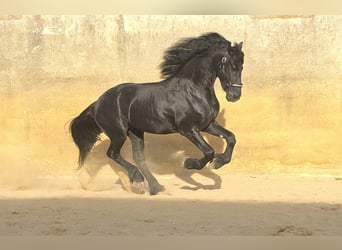 Friesian horses, Stallion, 3 years, 16.1 hh, Black