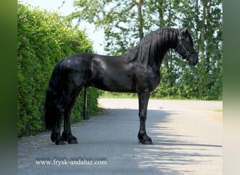 Friesian horses, Stallion, 3 years, 16.1 hh, Black