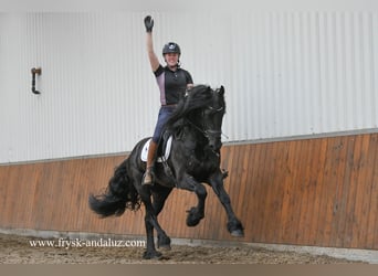 Friesian horses, Stallion, 3 years, 16.1 hh, Black