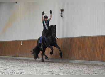 Friesian horses, Stallion, 3 years, 16.1 hh, Black