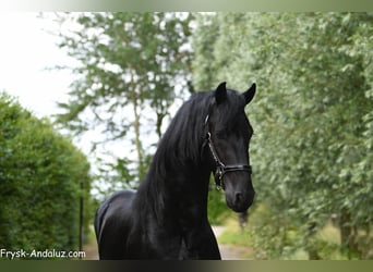 Friesian horses, Stallion, 3 years, 16.1 hh, Black
