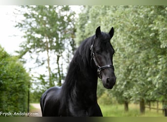 Friesian horses, Stallion, 3 years, 16.1 hh, Black