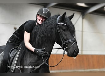 Friesian horses, Stallion, 3 years, 16.1 hh, Black