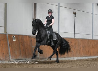 Friesian horses, Stallion, 3 years, 16.1 hh, Black