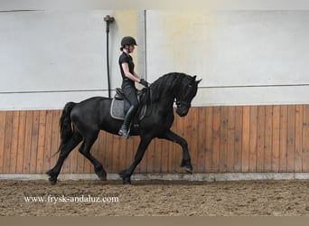 Friesian horses, Stallion, 3 years, 16.1 hh, Black