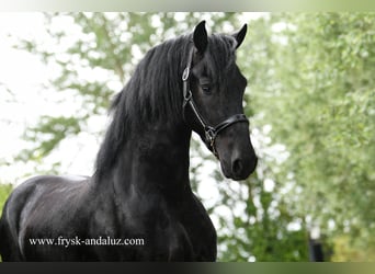 Friesian horses, Stallion, 3 years, 16,1 hh, Black