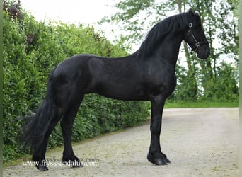 Friesian horses, Stallion, 3 years, 16,1 hh, Black