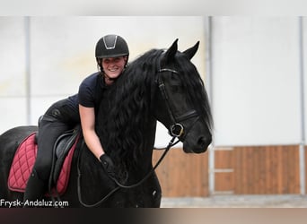 Friesian horses, Stallion, 3 years, 16.1 hh, Black