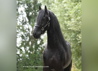 Friesian horses, Stallion, 3 years, 16,1 hh, Black