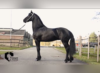 Friesian horses, Stallion, 3 years, 16.2 hh, Black