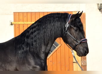 Friesian horses, Stallion, 3 years, 16,2 hh, Black