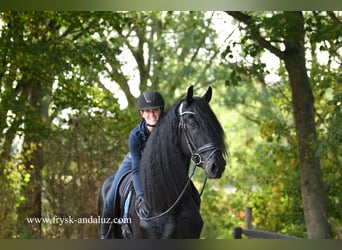 Friesian horses, Stallion, 3 years, 16.2 hh, Black Friesian horses, Stallion, 3 years, 16.2 hh, Black