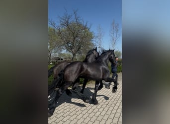Friesian horses, Stallion, 3 years, 16.2 hh