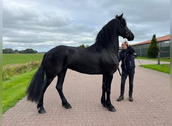 Friesian horses, Stallion, 3 years, 16.2 hh