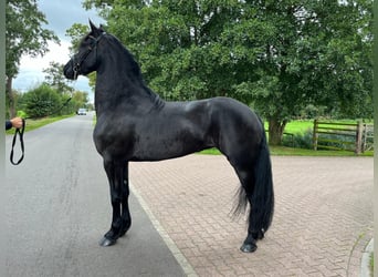 Friesian horses, Stallion, 3 years, 16.2 hh
