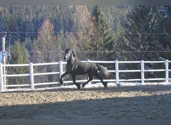 Friesian horses, Stallion, 3 years, 16 hh, Black