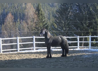 Friesian horses, Stallion, 3 years, 16 hh, Black