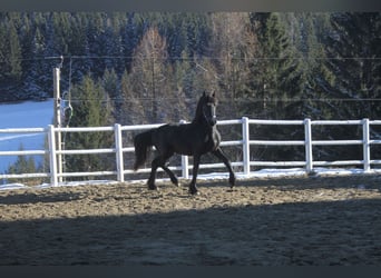 Friesian horses, Stallion, 3 years, 16 hh, Black