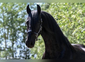 Friesian horses, Stallion, 3 years, 16 hh, Black