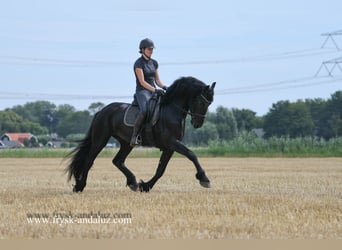Friesian horses, Stallion, 3 years, 16 hh, Black