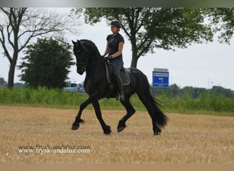 Friesian horses, Stallion, 3 years, 16 hh, Black