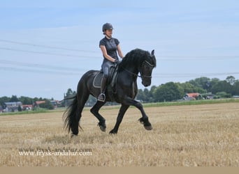 Friesian horses, Stallion, 3 years, 16 hh, Black