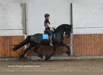 Friesian horses, Stallion, 3 years, 16 hh, Black