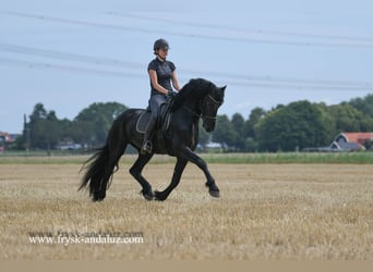 Friesian horses, Stallion, 3 years, 16 hh, Black