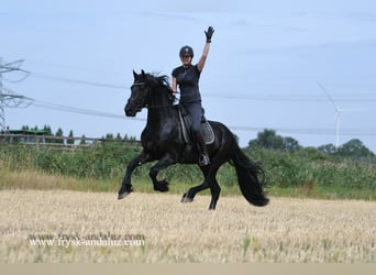 Friesian horses, Stallion, 3 years, 16 hh, Black