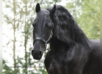 Friesian horses, Stallion, 3 years, 16 hh, Black