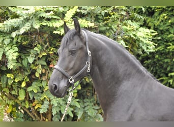 Friesian horses, Stallion, 3 years, 16 hh, Black