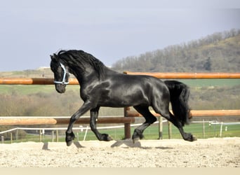 Friesen, Hengst, 3 Jahre, 16 hh, Rappe