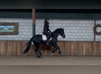 Friesian horses, Stallion, 3 years, 16 hh, Black