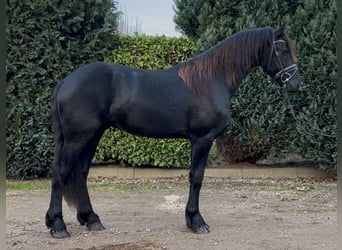 Friesian horses, Stallion, 3 years, 16 hh, Black