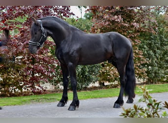 Friesian horses, Stallion, 3 years, 16 hh, Black